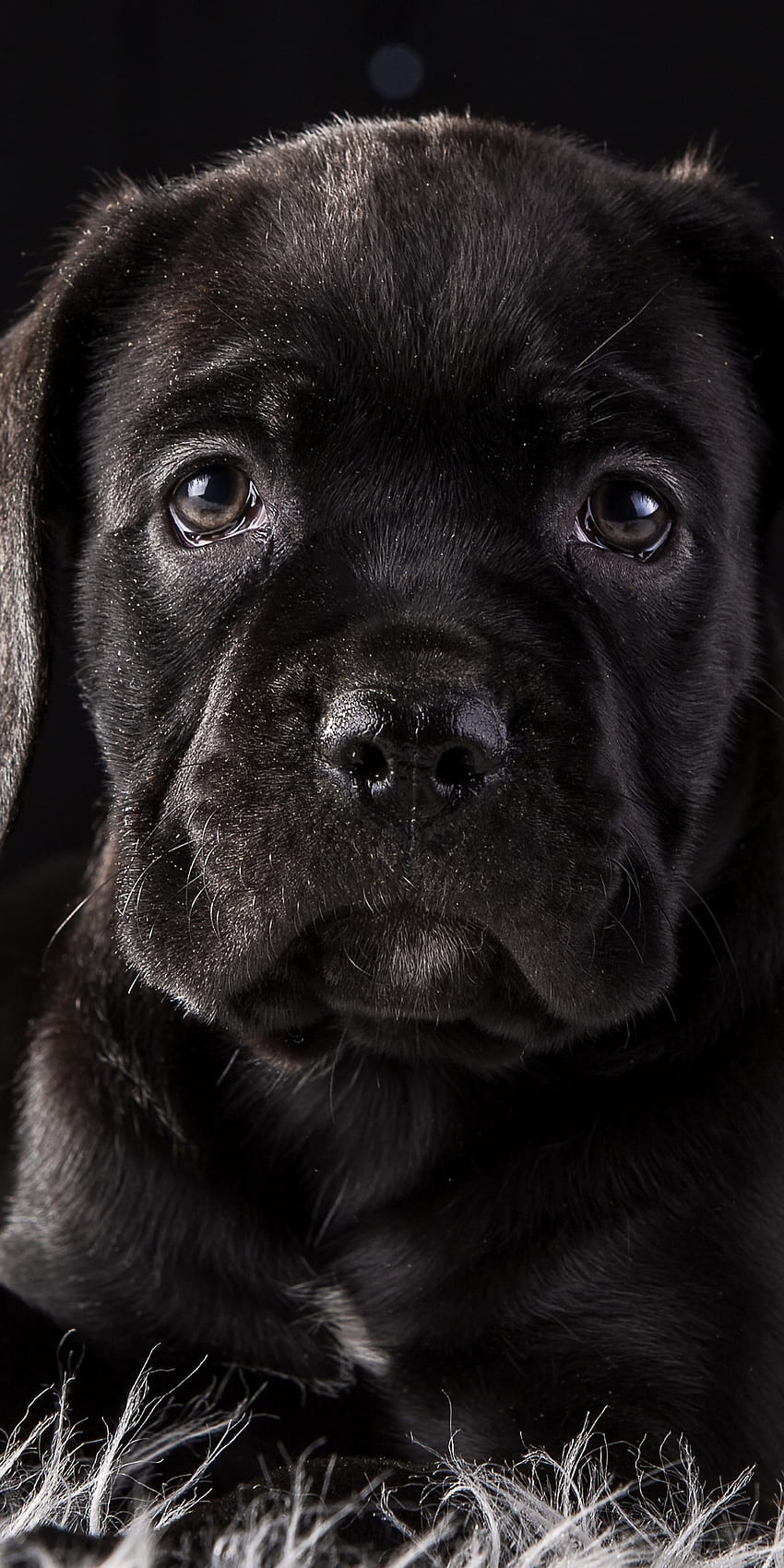 Cane Corso Dog Puppy One Plus 5T, Honor 7x, Honor view 10, Lg Q6 , , Background, and, Black Cane Corso HD phone wallpaper