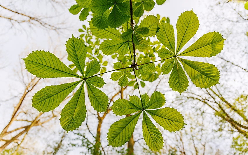Листа от кестен, листа, кестен, зелено, дърво HD тапет