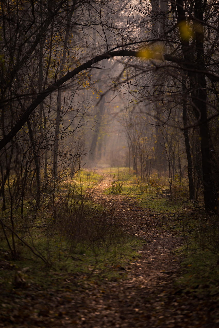bosque, naturaleza, árboles, niebla, ramas, camino fondo de pantalla del teléfono