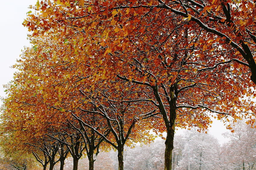 Winter, Nature, Trees, Autumn, Foliage HD wallpaper