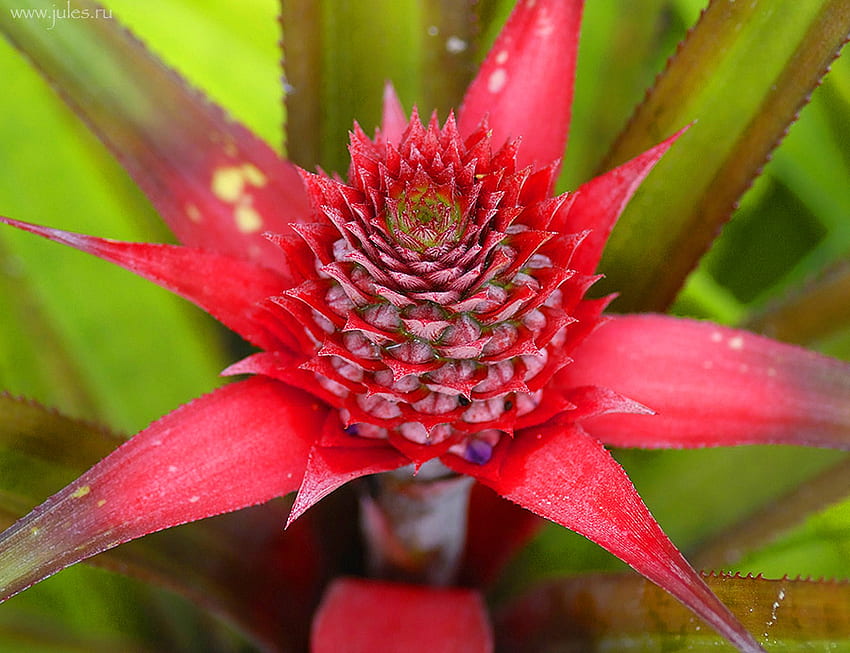 Bromeliad HD wallpapers | Pxfuel