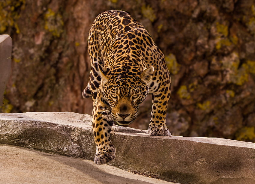Ягуар, хищник, див HD тапет
