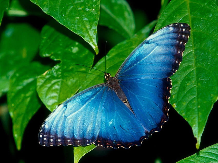 Blue butterfly, blue, leaf, butterfly, green HD wallpaper