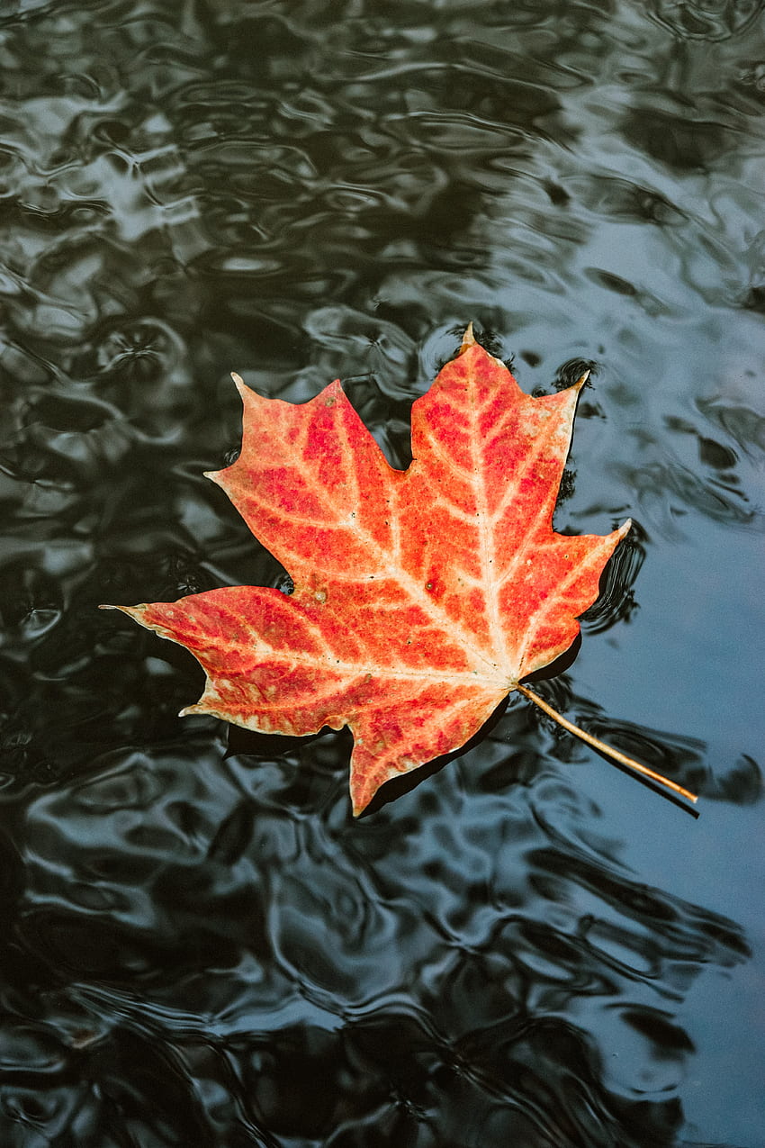 70,Best Maple Leaf · 100% s, Canada Maple Leaf HD phone wallpaper