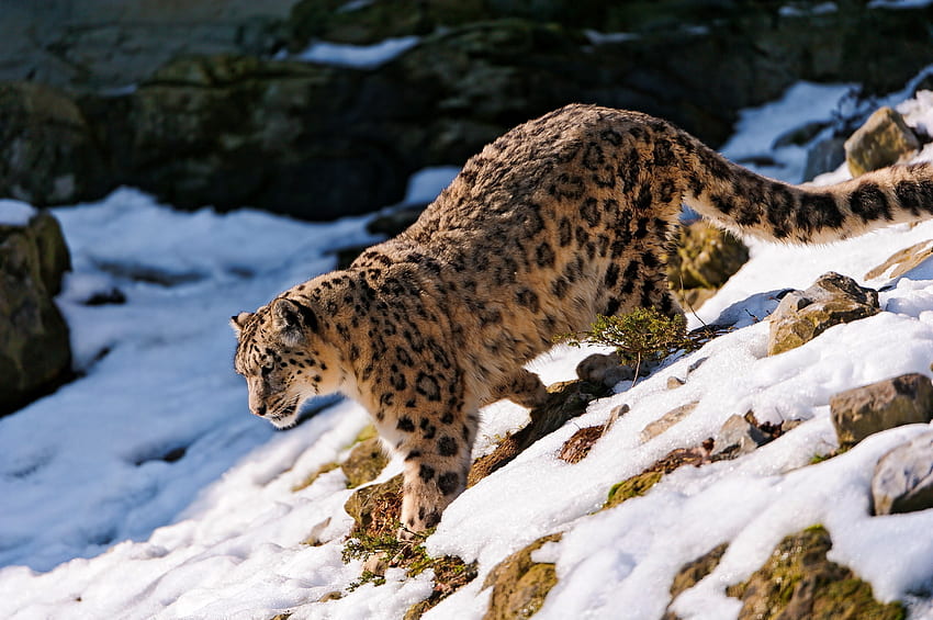 Animales, leopardo de las nieves, nieve, bosque, paseo, descenso fondo de pantalla