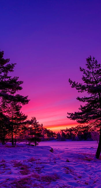 Evening Winter Forest Scene, A Beautiful Sky, Cute in 2020 ...