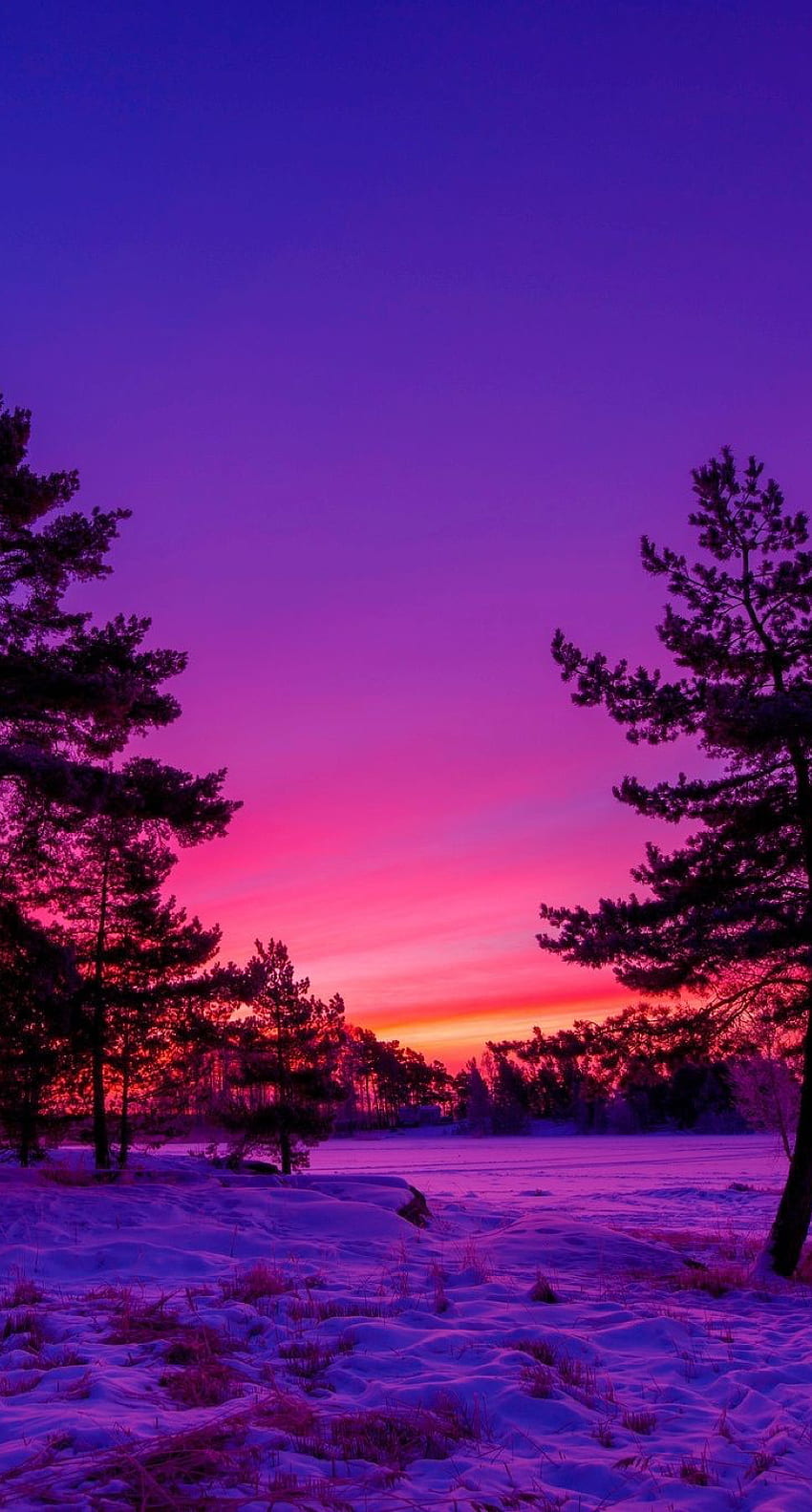 Escena del bosque de invierno de la tarde, un cielo hermoso, lindo en 2020 fondo de pantalla del teléfono