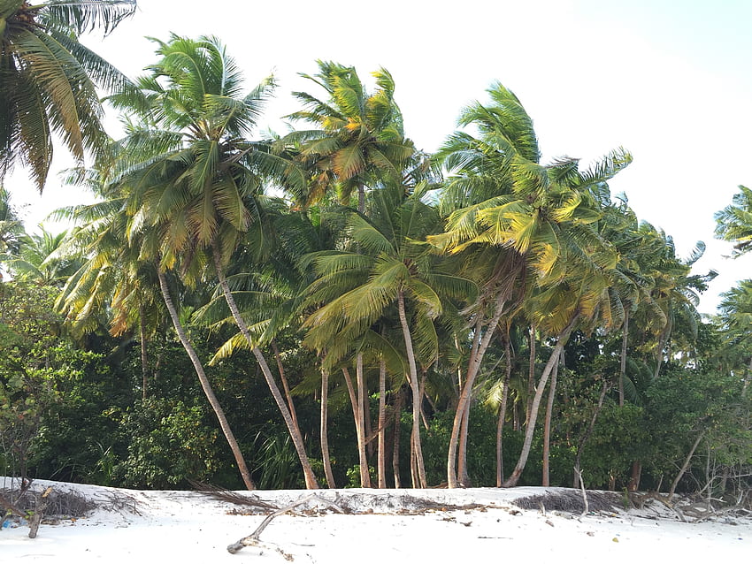 Nature, Trees, Beach, Sand, Palms HD wallpaper