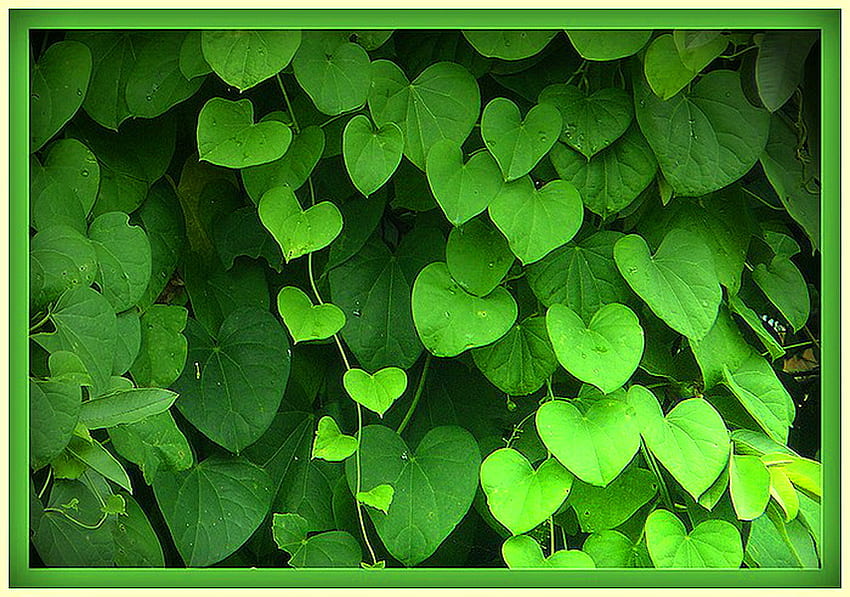 Cuori primaverili, a forma di cuore, foglie, primavera, pianta verde Sfondo HD