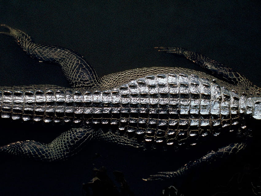 American Alligator . Greatest, Black Alligator HD wallpaper