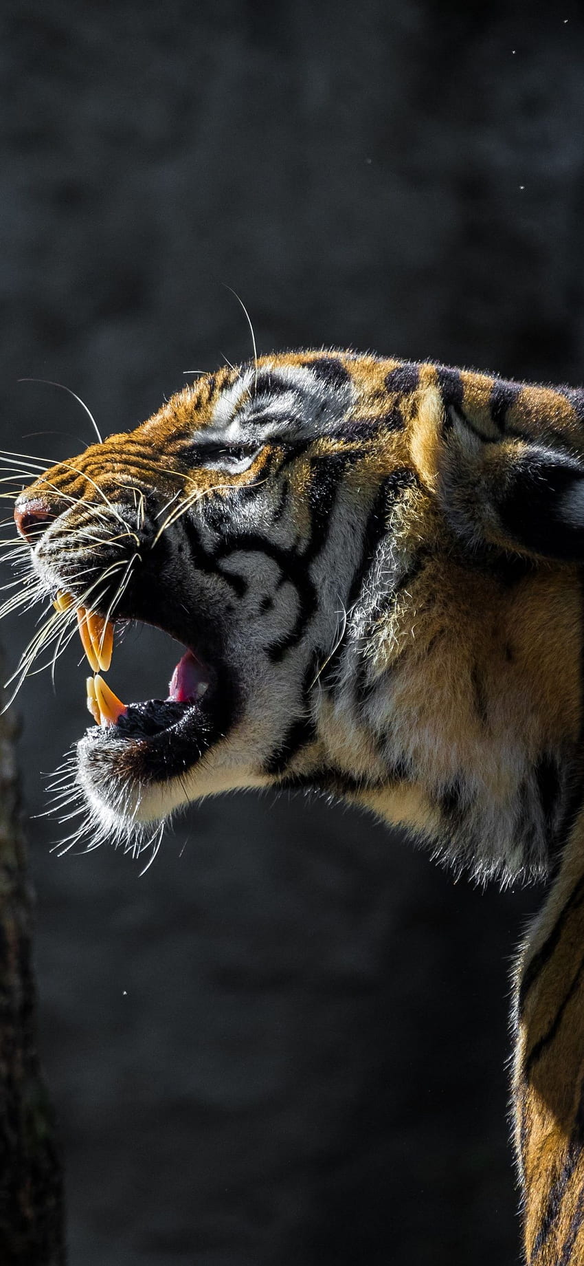 虎の咆哮野生動物 iPhone X - 虎の背景 HD電話の壁紙