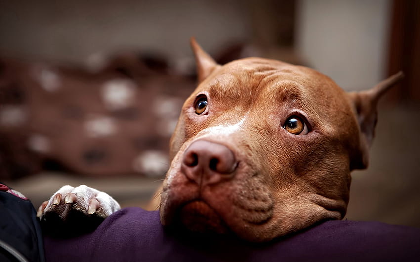 Animals, Dog, Muzzle, Sadness, Sight, Opinion, Sorrow, Pit Bull, Pitbull HD wallpaper