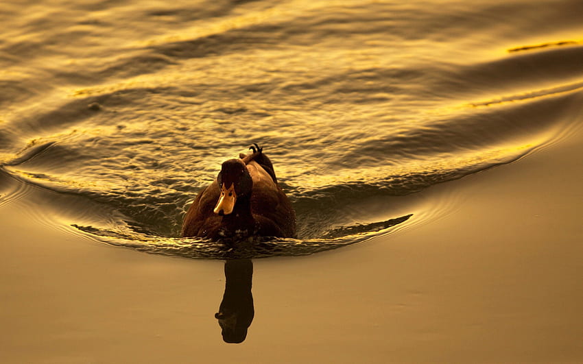Hewan, Matahari Terbenam, Danau, Burung, Bebek, Untuk Berenang, Berenang Wallpaper HD