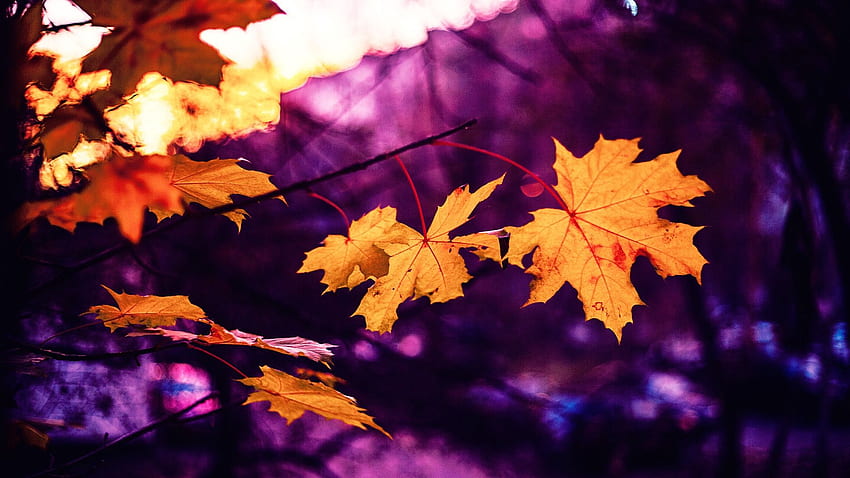 Клен, листа, есен, размазване - лилави есенни листа HD тапет