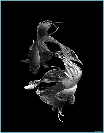 White and black fishes HD wallpapers | Pxfuel