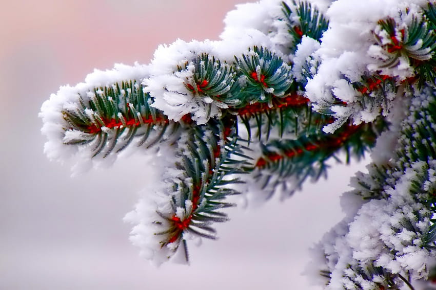 Invierno, grafía, maravilloso, copos de nieve, copo de nieve, nieve, árboles, sol, frío, hermoso, árbol, naturaleza, cielo, encantador, esplendor, hielo fondo de pantalla