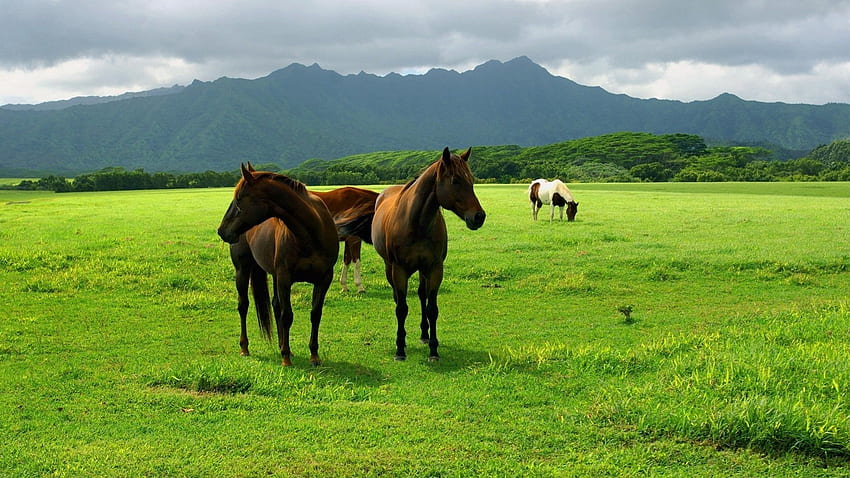 Zwierzęta, trawa, koń, pastwisko Tapeta HD