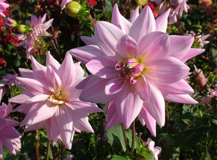 Flowers, Close-Up, Disbanded, Loose, Dahlias HD wallpaper