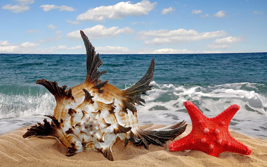 Seashell and starfish, blue, sea, starfish, beach, summer, red, sky, water, seashell HD wallpaper
