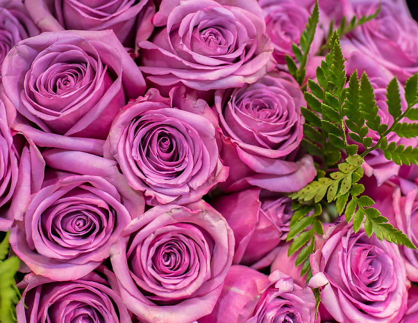 : букет, , , розово, градински рози, цъфтящо растение, Rosa centifolia, венчелистче, лилаво, розово семейство, флорибунда, рязани цветя, теменужка, флорален дизайн, поръчка на роза, люляк, аранжиране на цветя, флористика, близък план, магента, чаени цветя градина HD тапет