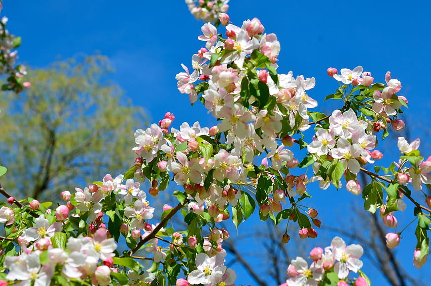 natura, gałęzie, kwiat, kwitnienie, wiosna, jabłoń Tapeta HD