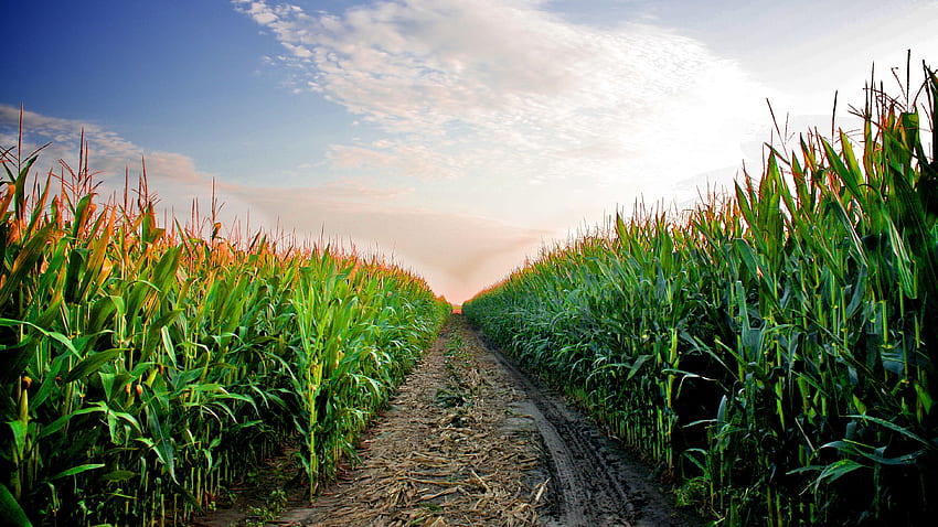 Earth Cornfield (, Phone, Tablet) - Awesome, Digital Agriculture HD wallpaper