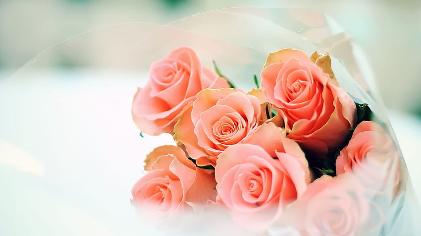 Flor de rosas de durazno 1920×1080 26281 – NAIMA FLORIST Tienda de flores en línea fondo de pantalla