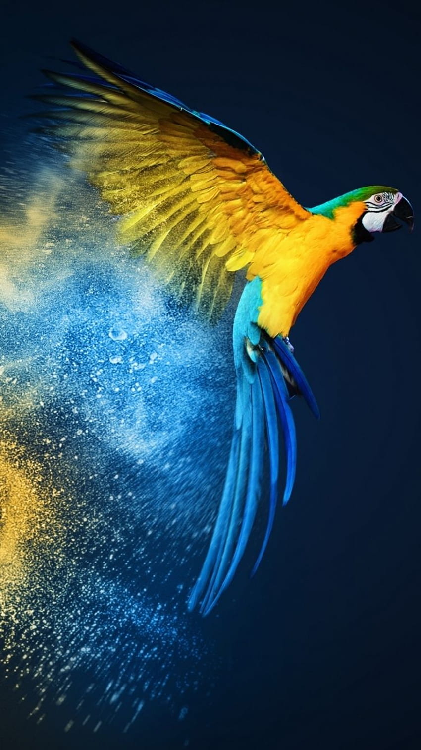 Parrot iPhone – Phone HD phone wallpaper