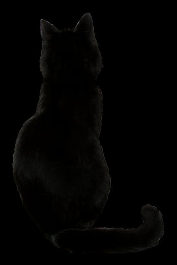 Drawn black cat HD wallpapers | Pxfuel