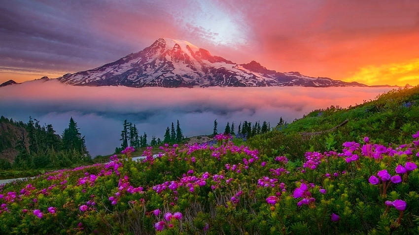 Mount Rainier National Park At Sunset, EUA, Washington, flores silvestres, cores, árvores, céu papel de parede HD