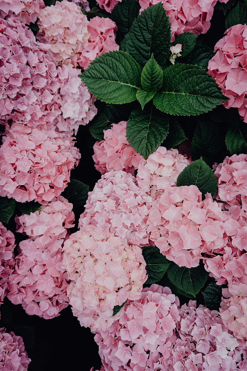 Blumen, Rosa, Blüte, Blüte, Hortensie, Blütenstände, Blütenstand HD-Handy-Hintergrundbild