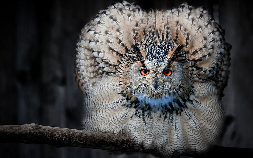Animals, Owl, Feather, Bird, Predator, Eagle Owl HD wallpaper