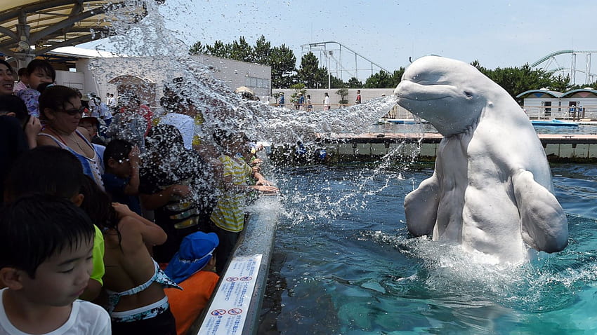Ballena beluga enfría a los visitantes en el acuario de Tokio con sorpresa fondo de pantalla