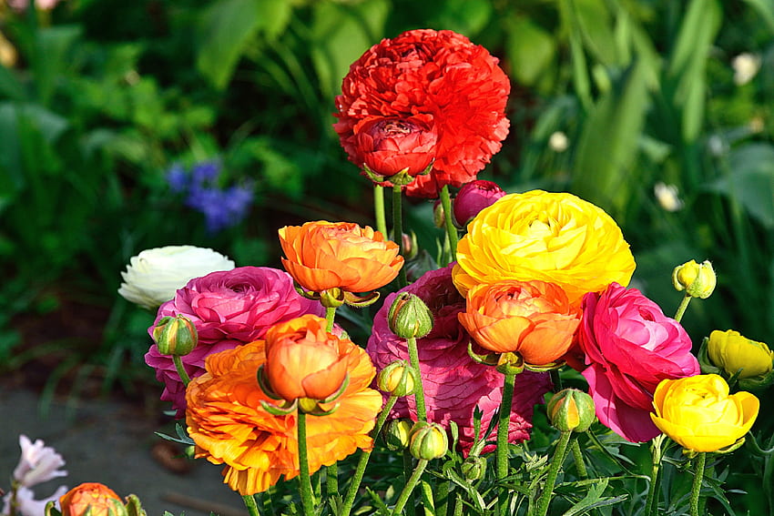 Fiori, multicolore, eterogeneo, bouquet Sfondo HD