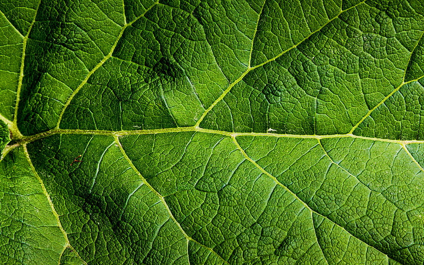 zielone liście tekstury, makro, liście, liście tekstury, zielony liść, zbliżenie, wzór liścia, tekstury liści, zielone liście dla rozdzielczości. Wysoka jakość Tapeta HD