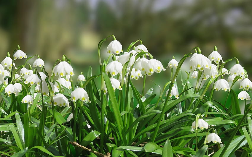 Snowdrops, nature, flowers, spring HD wallpaper