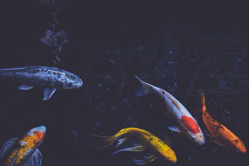 Alam, Ikan, Dunia Bawah Laut, Berenang, Berenang Wallpaper HD