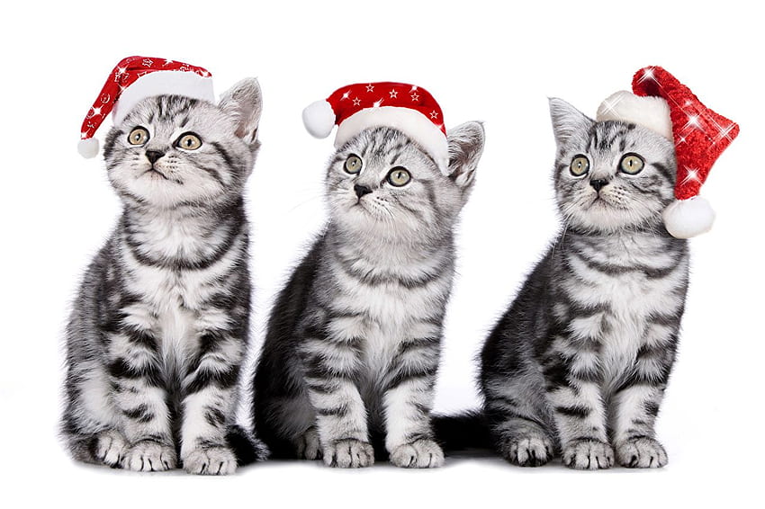 kitty cat Gatos Año nuevo Sombrero de invierno Tres 3 Animales, Lindo gato de invierno fondo de pantalla