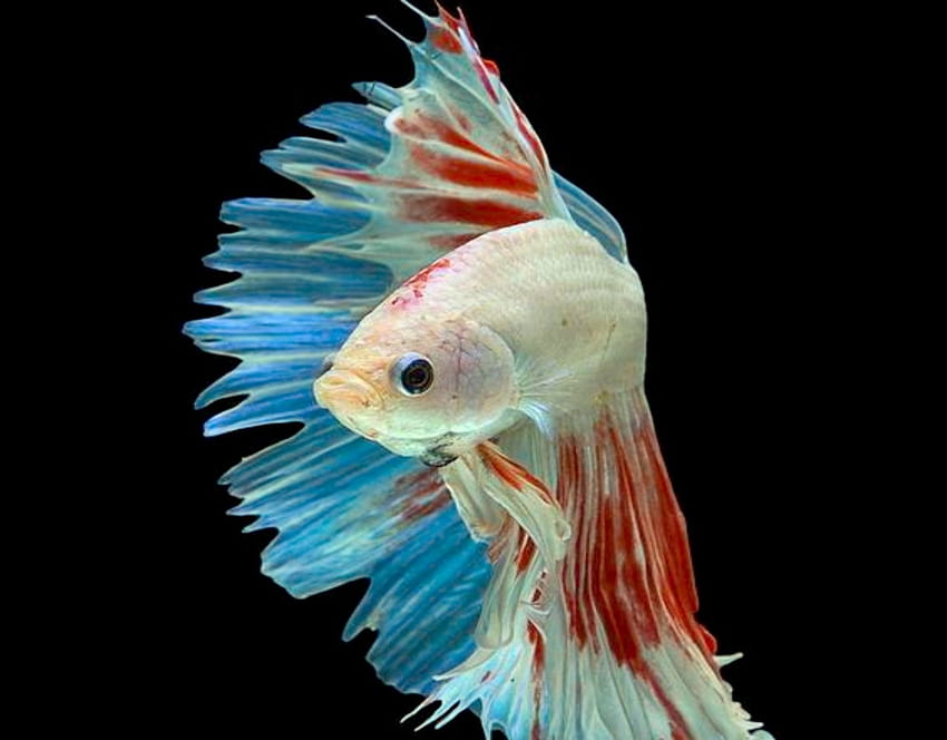 Red White Blue Beta Fish, White, Red, Fish, Anmials, Blue HD wallpaper