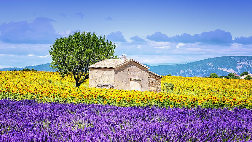 Ladang bunga matahari dan lavender, Provence, Prancis – Lifecycle Adventures Wallpaper HD