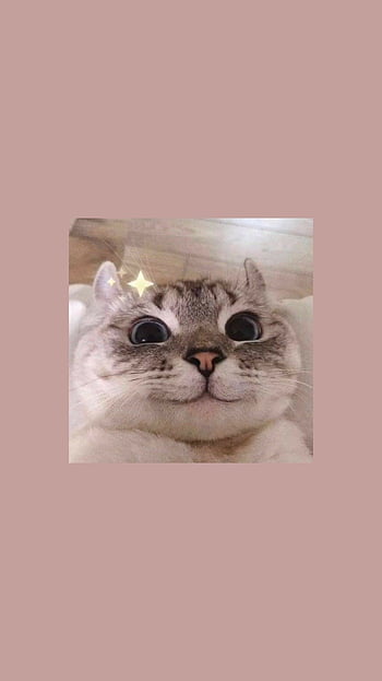 Cute Cat For iPhone XR, iPhone XS, iPhone XS Max - I Like Cats Very ...