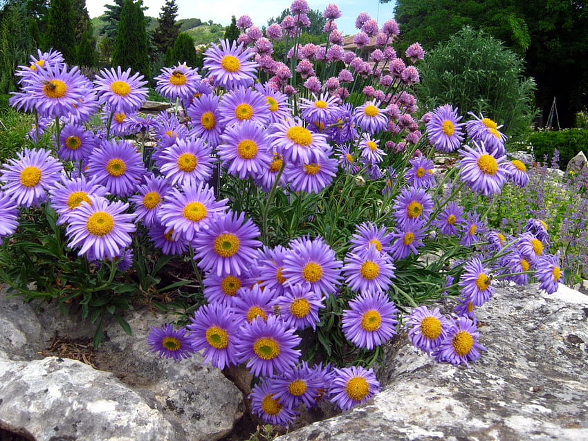 Flowers, Rock, Park, Rest, Relaxation, Stone, Asters HD wallpaper