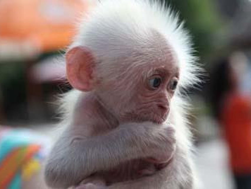 5C718E5 Baby Monkey, Monkey Cute HD wallpaper | Pxfuel