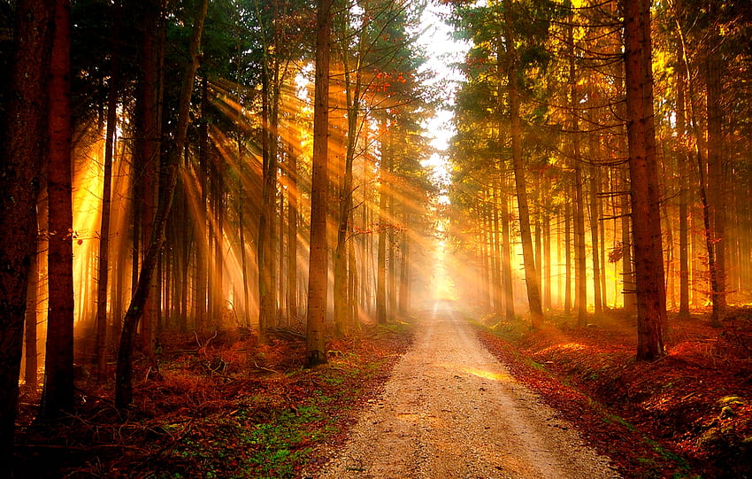 GOLDEN BEAMS, rays, sunlight, path, autumn, forest HD wallpaper