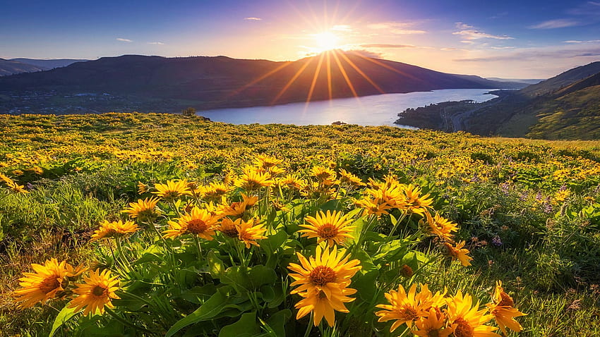 Columbia River Gorge, Oregon, gökyüzü, güneş, gün batımı, kır çiçekleri, manzara, ABD HD duvar kağıdı
