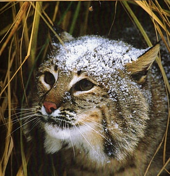 60 HD Bobcat Pictures  Images for Free  Pixabay