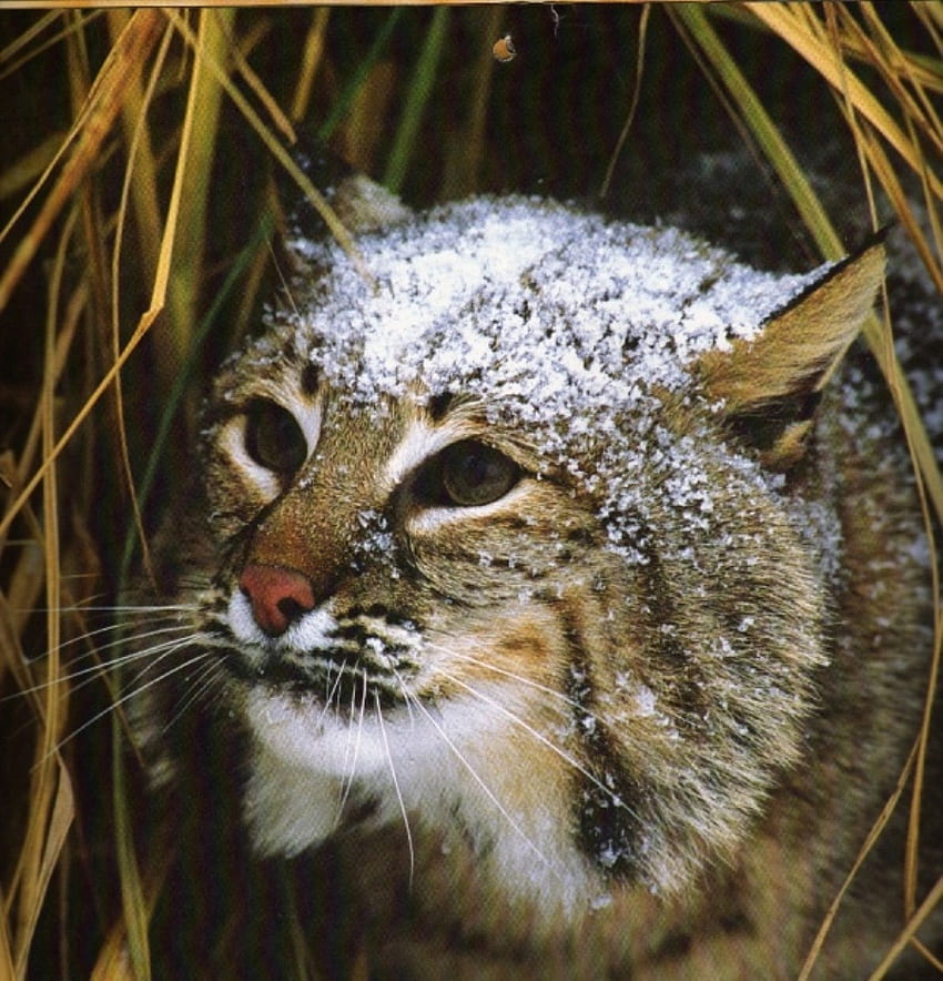 Gatto selvatico in agguato, erba, neve sulla testa, gatto selvatico Sfondo del telefono HD