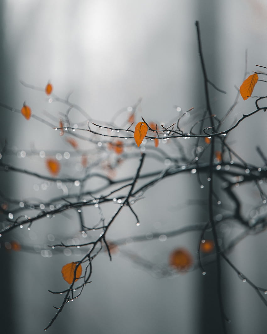 Leaves, Rain, Drops, Macro, Wet, Branches HD phone wallpaper