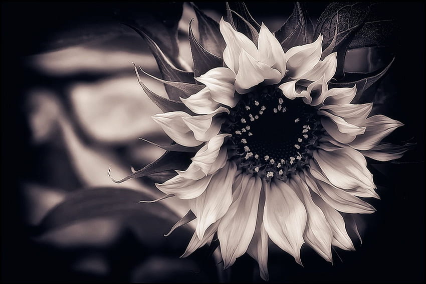 Sunflower Black And White Background [] for your , Mobile & Tablet. Explore Black And White Background. Black And White , Black White Background, Black and White Hipster HD wallpaper