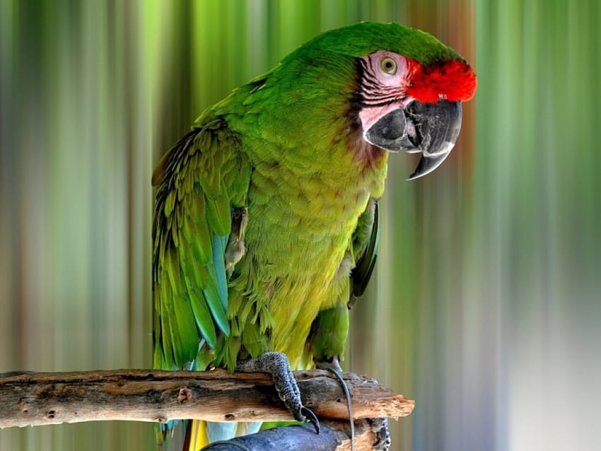 Ara, coloré, oiseaux, vert, beauté Fond d'écran HD